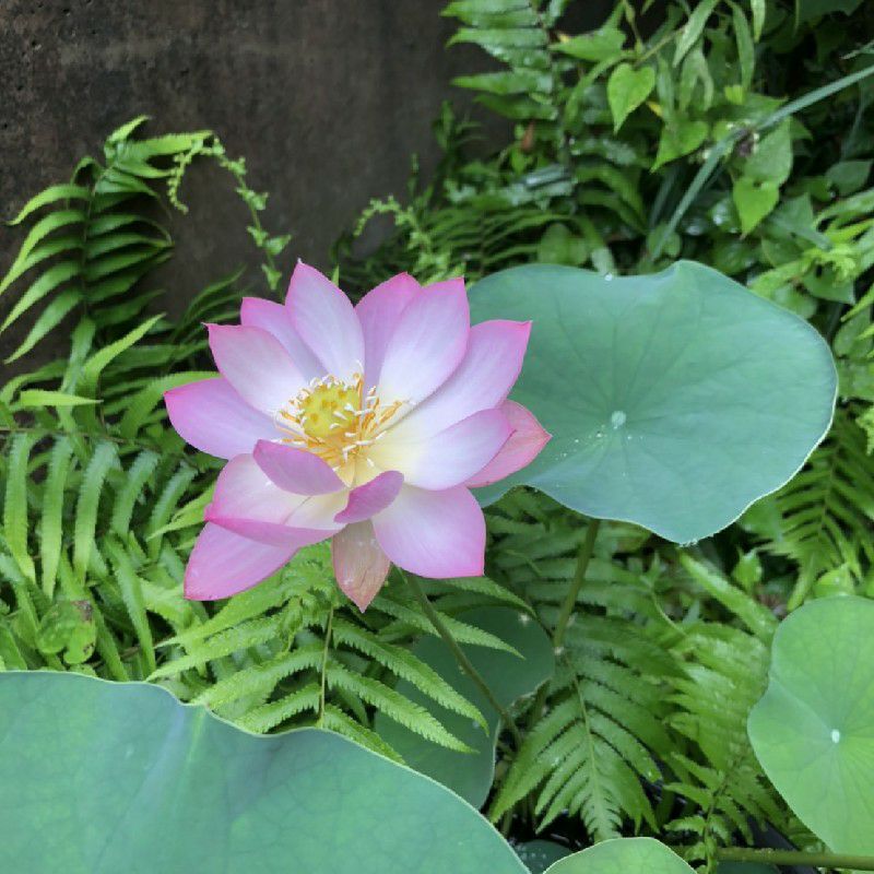 辻野より子