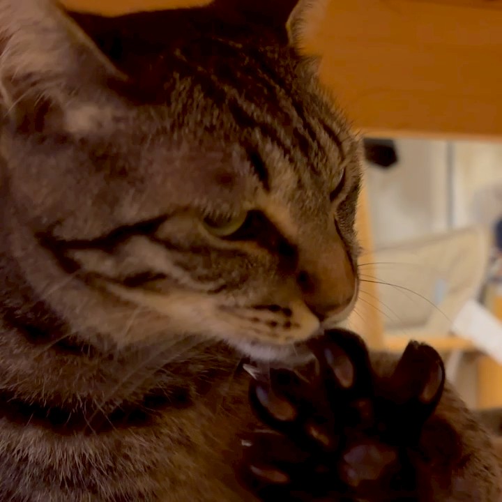 もりとも