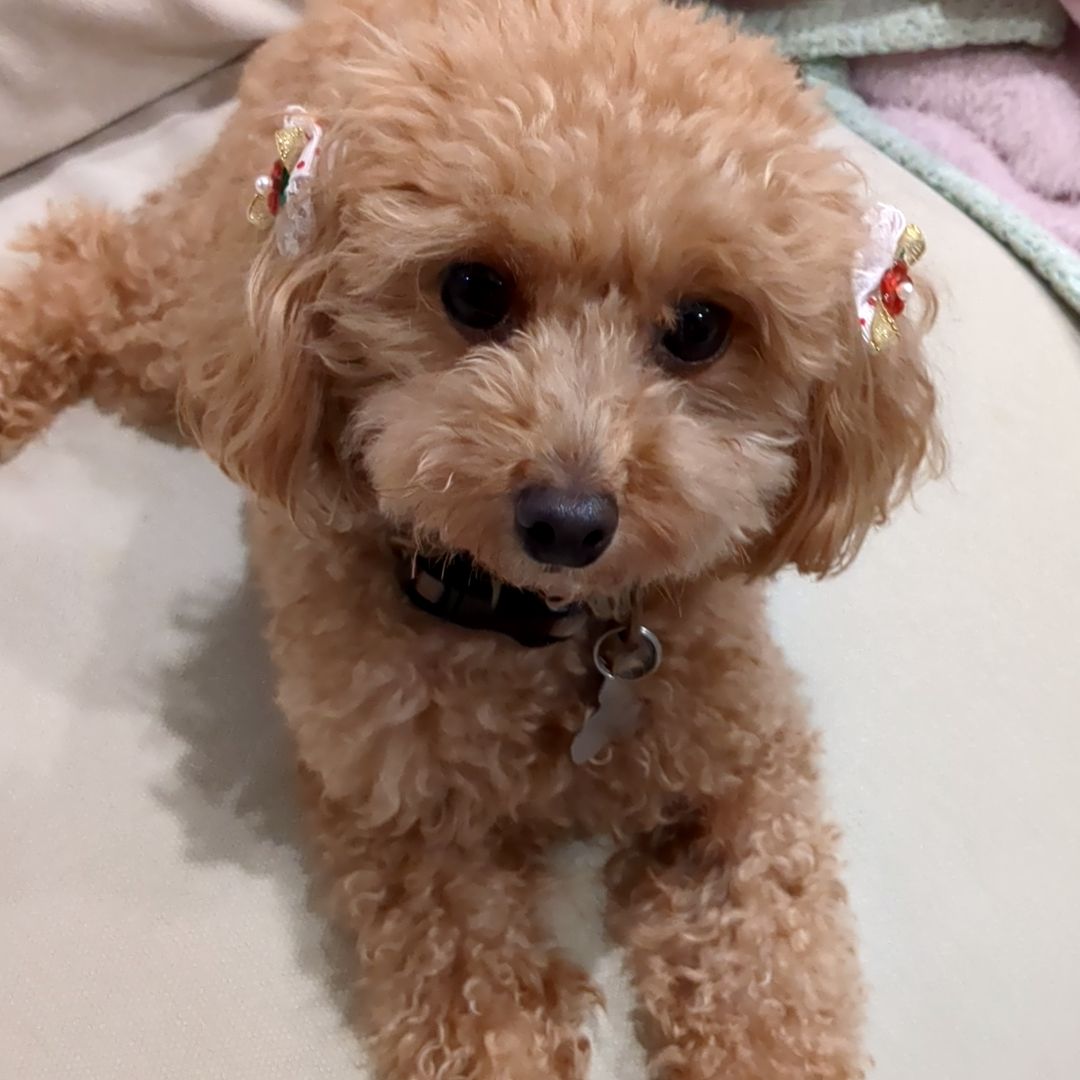 田代ハニーPoohさん