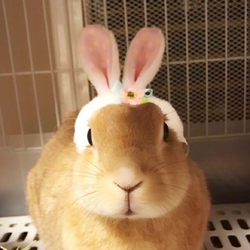さゆり