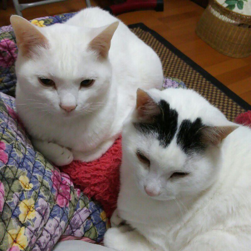 イチハシアキコ