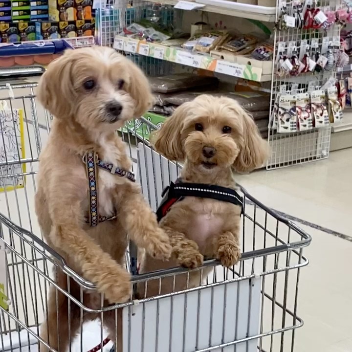 𝑯𝒊𝒅𝒆𝒌𝒐 キョウ