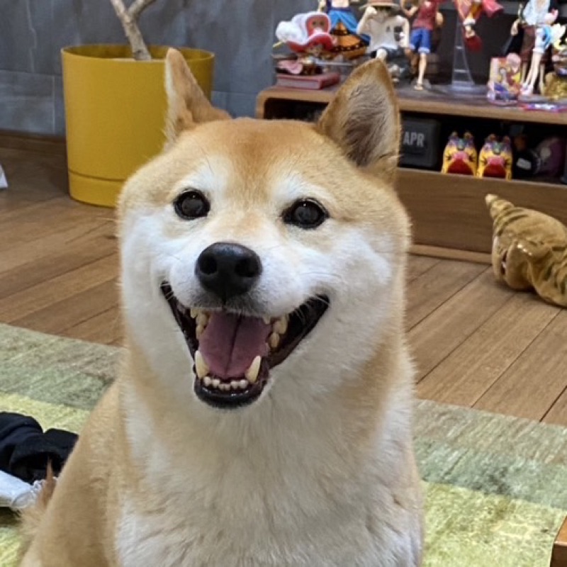 児玉朱