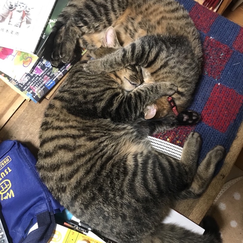 あべ くまちゃん👻