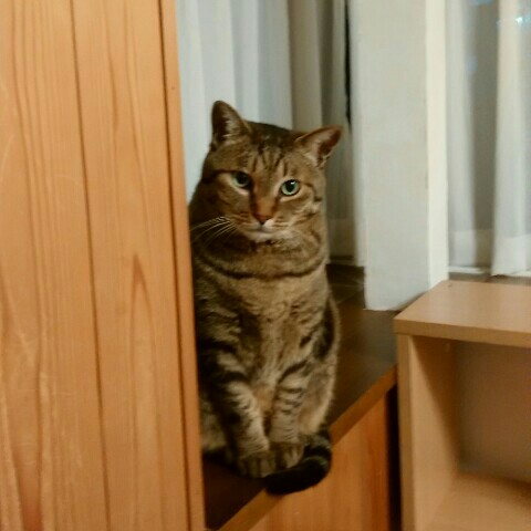 tuna1130@docomo.ne.jp