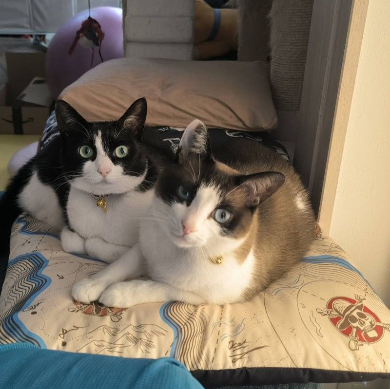 アライ　ヒロシ