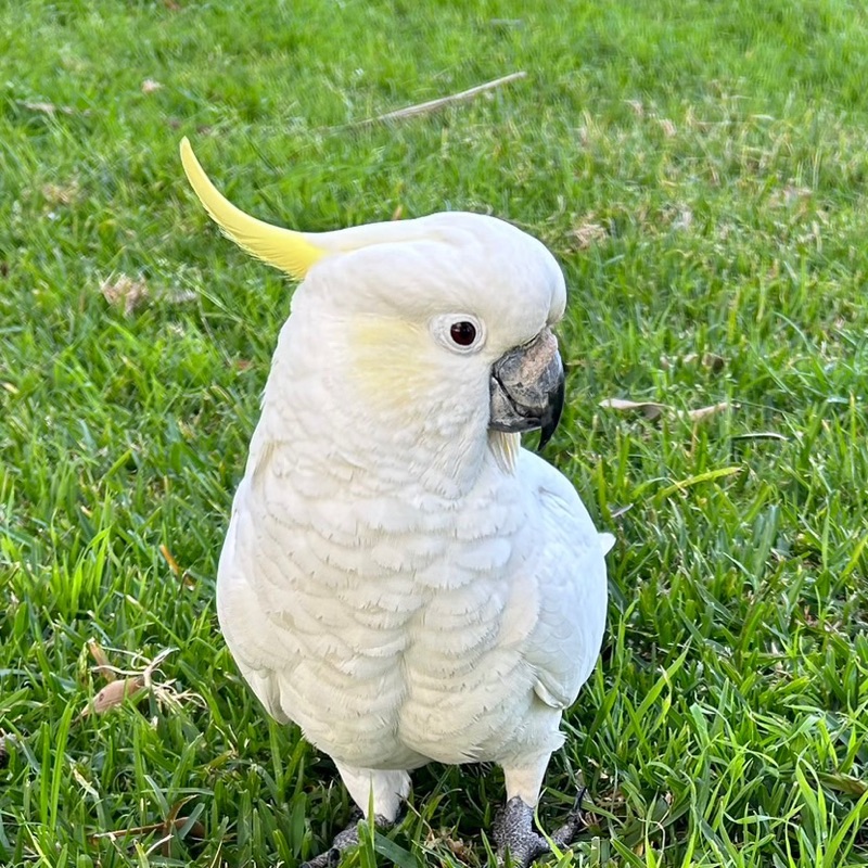 応援しています