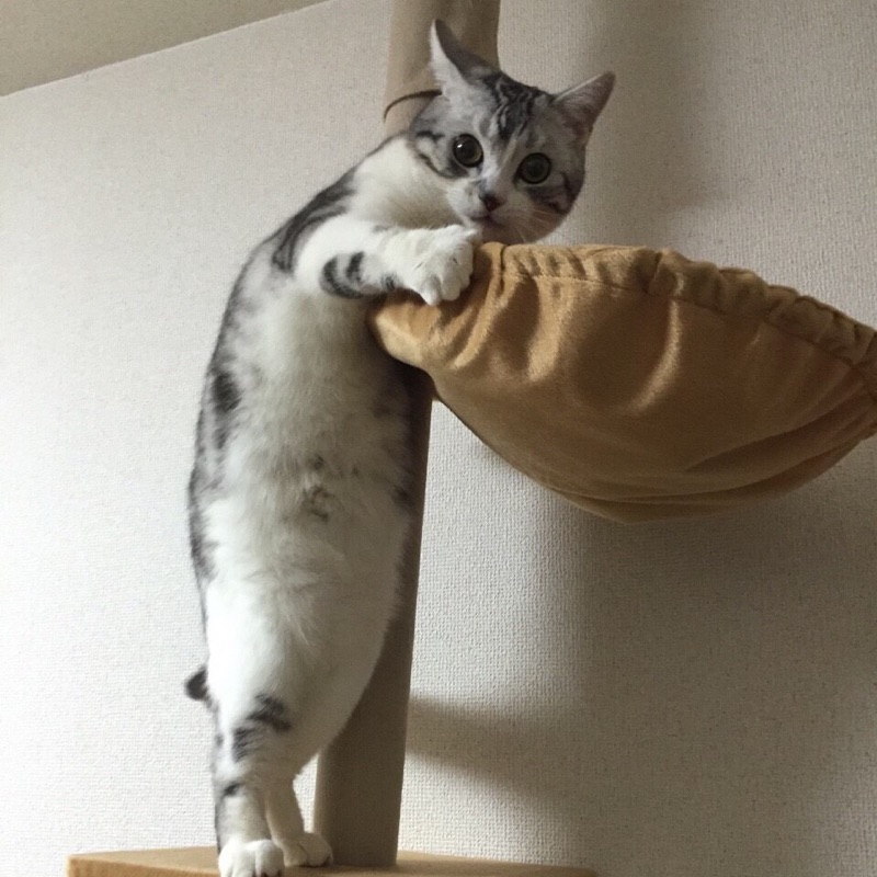 キノコドコノコ