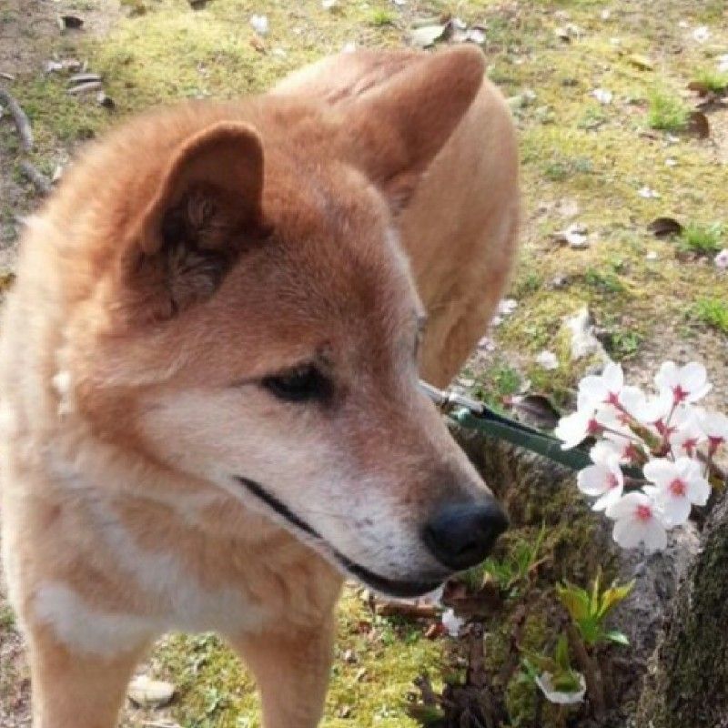 ワタナベ☆ゴンパチ。