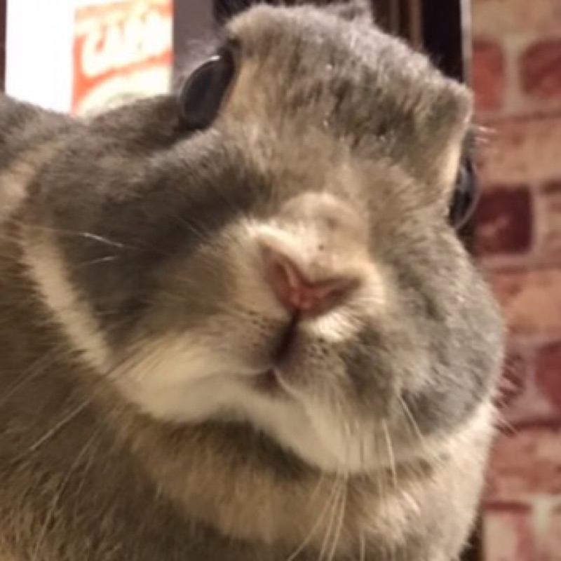 ヨシカワ・レニティフ