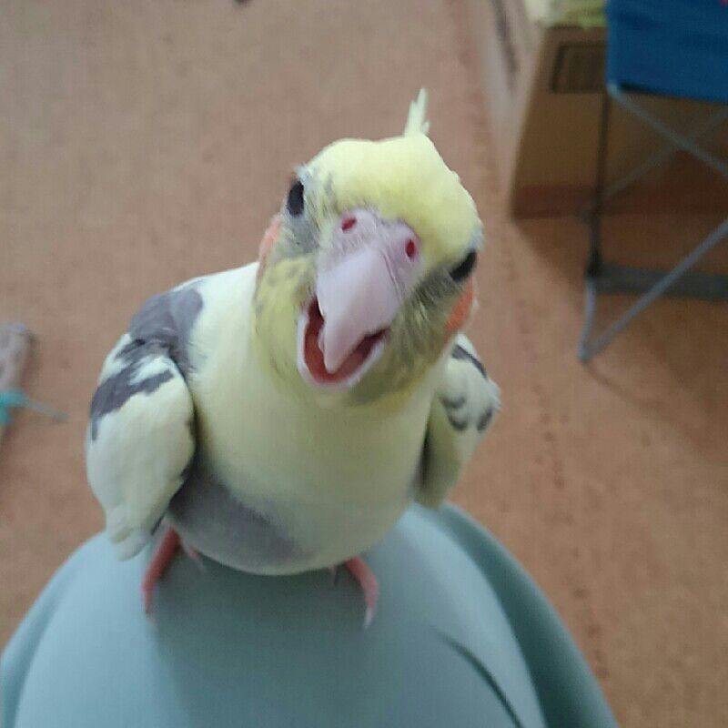 やまもと　じゅんや