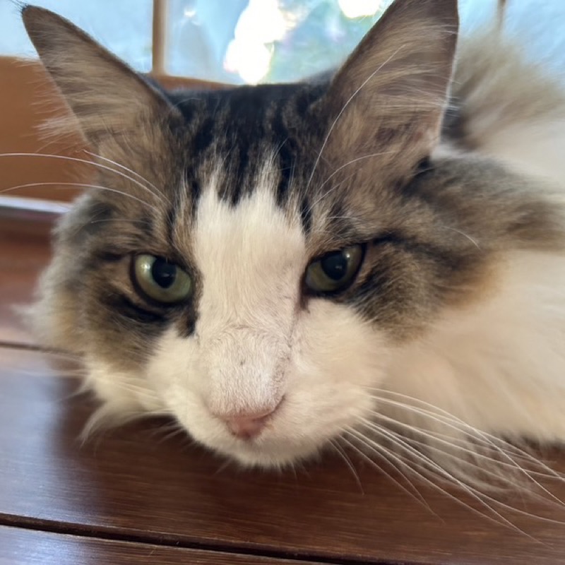 🍀🐱Michiko🍀🐱