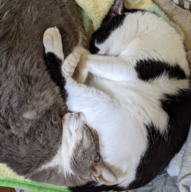 きたもと あきこ