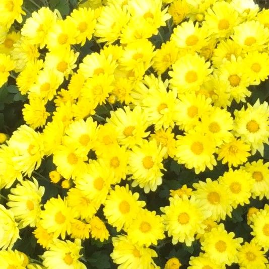 はっとり かおり