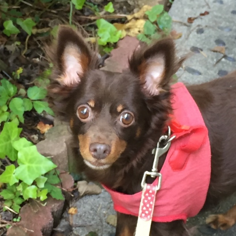 服部えり(橋本恵理)