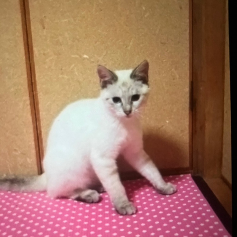 まつもとちえみ