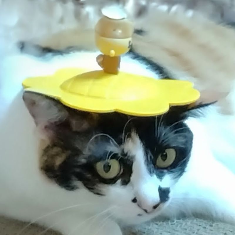 にゃっかり