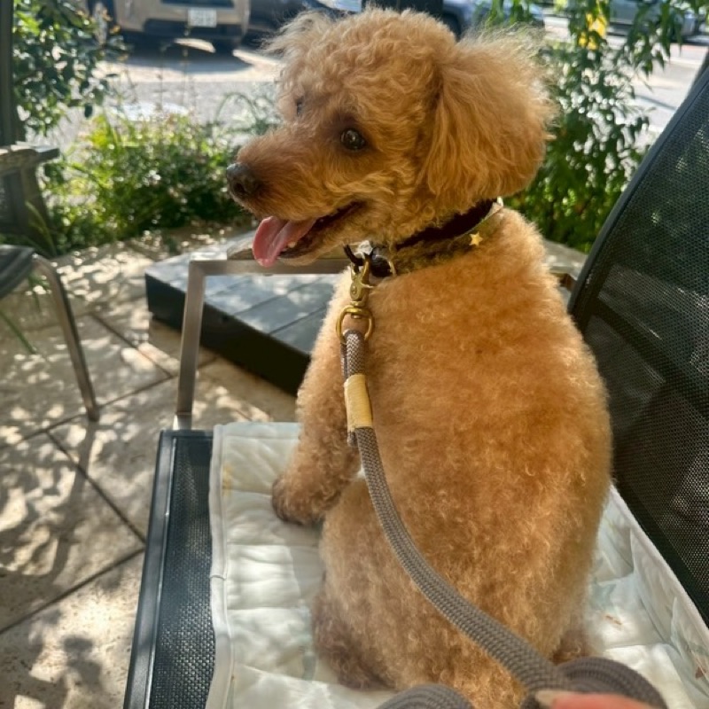 みどりのみどり