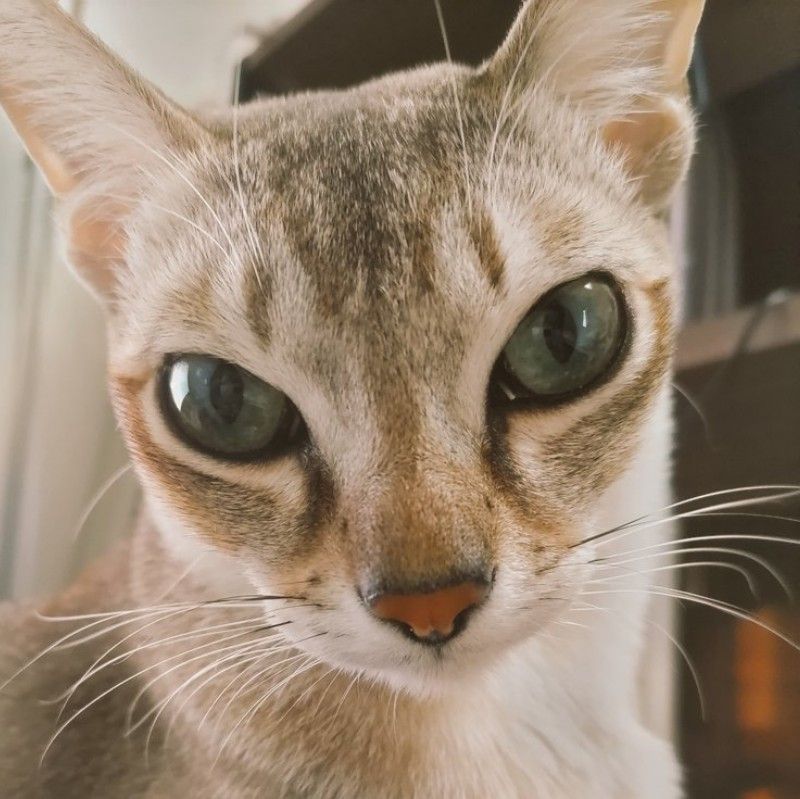 どなっち（長尾　香美）