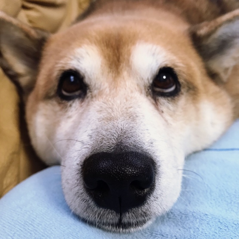 おだしましゅん