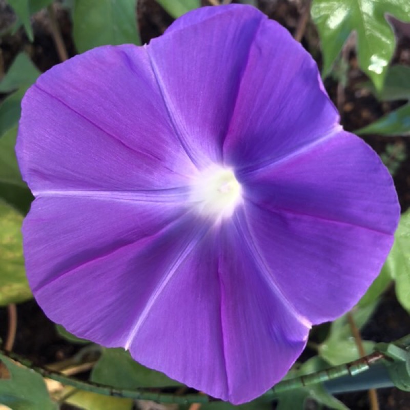 中西マリ(コショー)