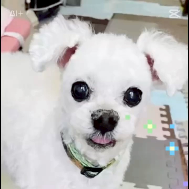 ロハスえりかたかはし