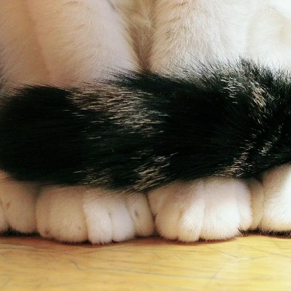 えっこ （大竹）