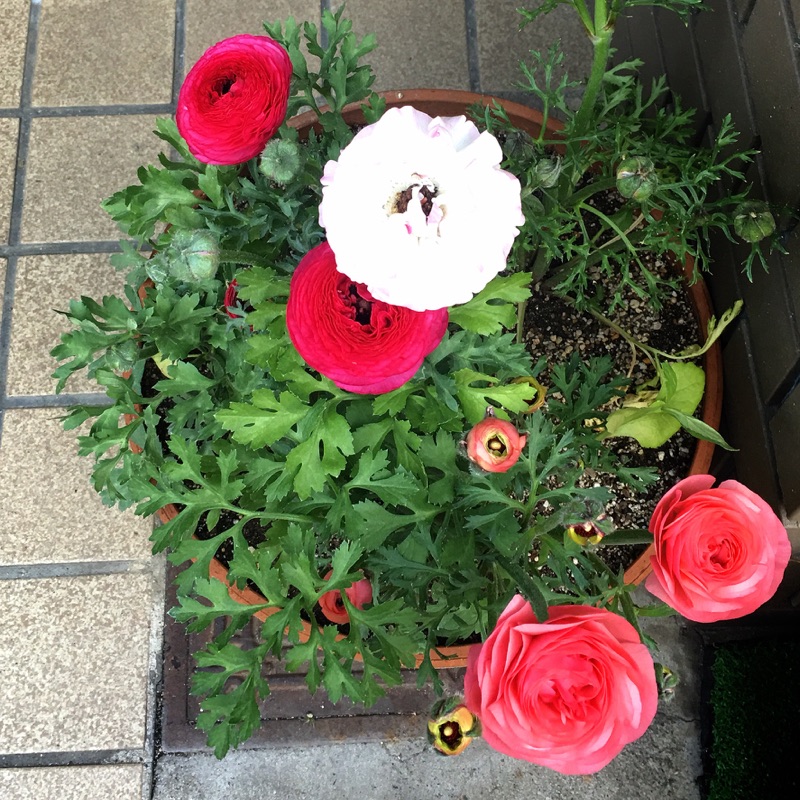 かつやま   のりこ