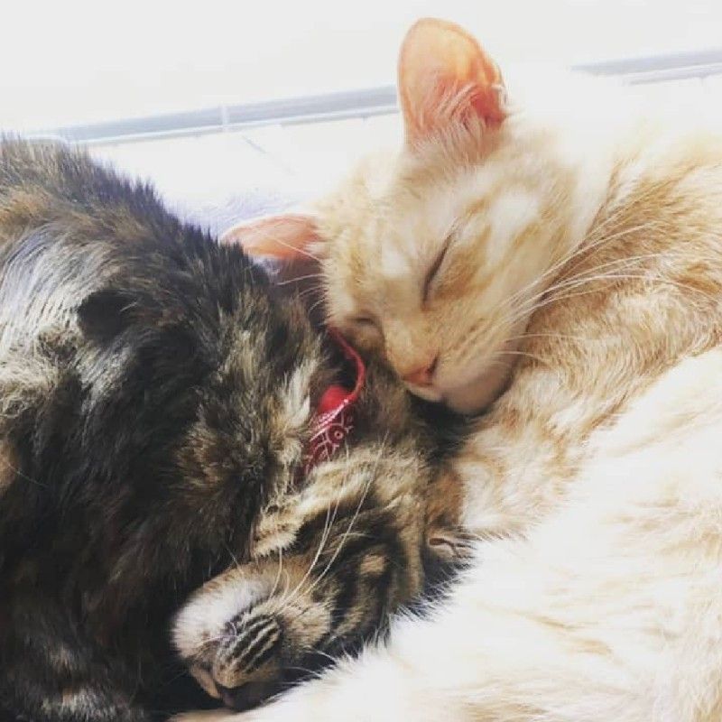 あき🐈️🐈️💕