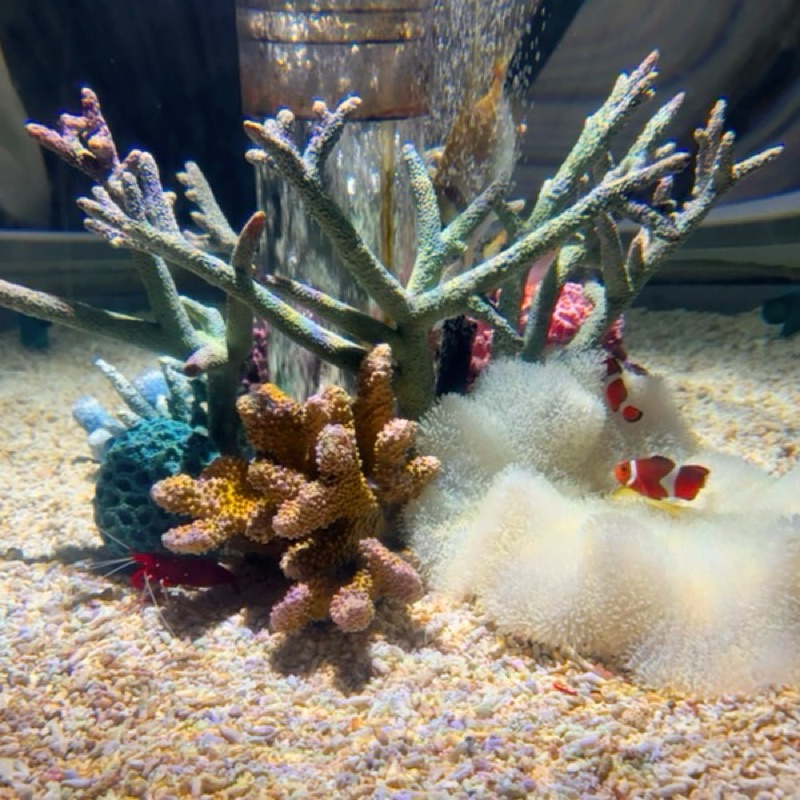 うめきた さちこ