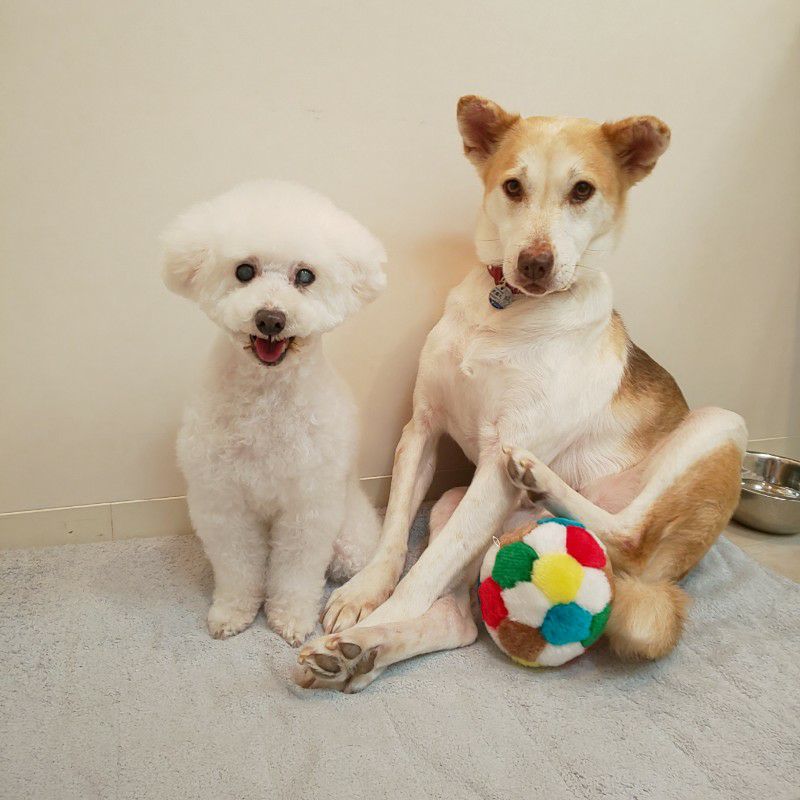 YUKA(dogsalon pinky)