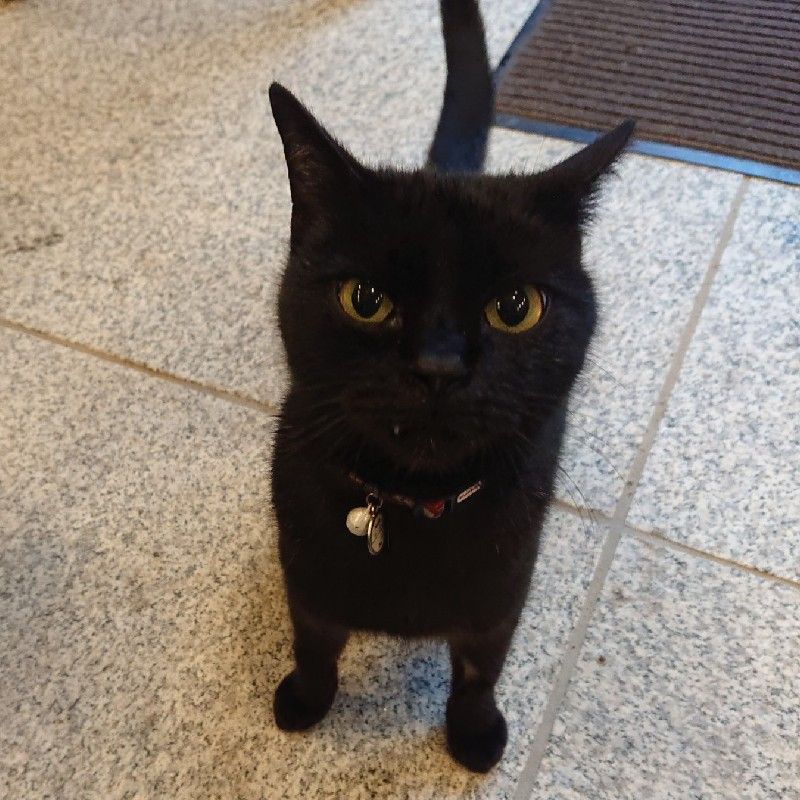 黒猫なーちゃん