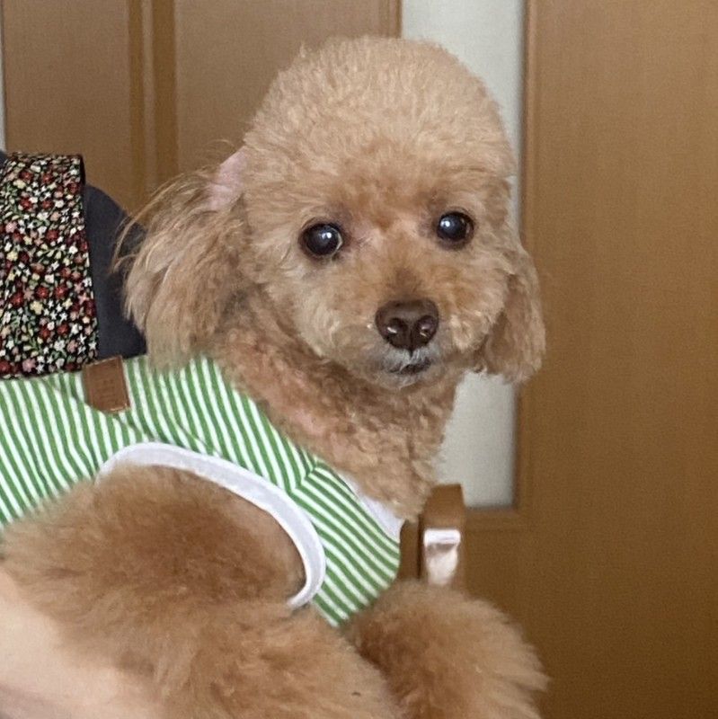 いけはら きよえ