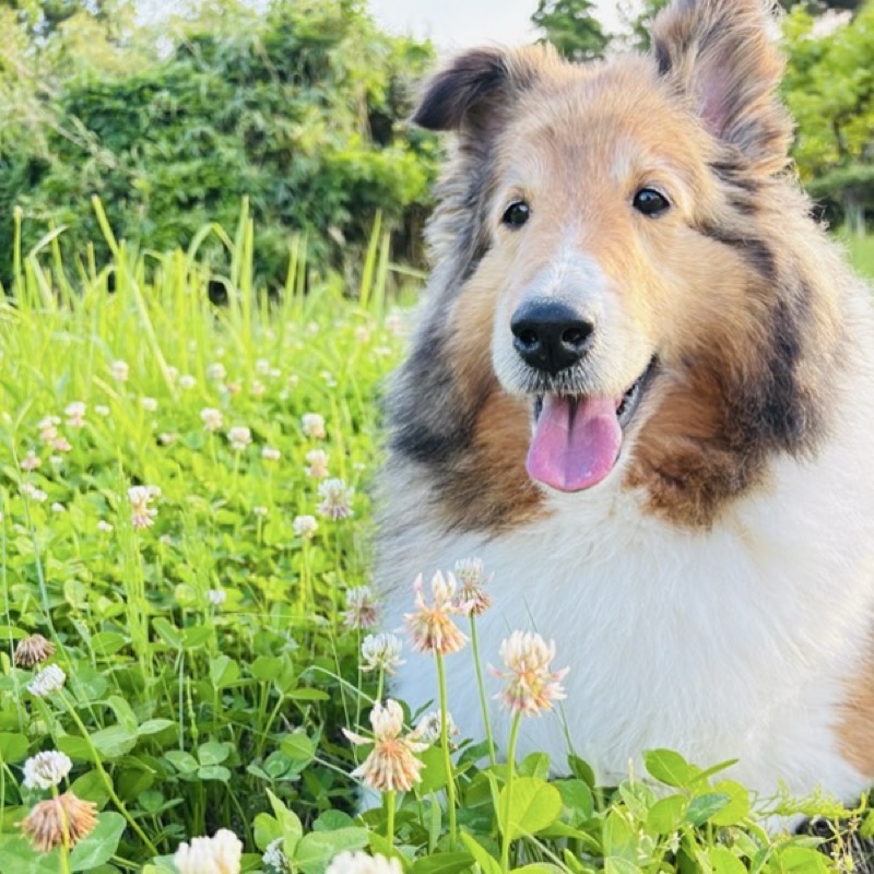 しあわせのしっぽ