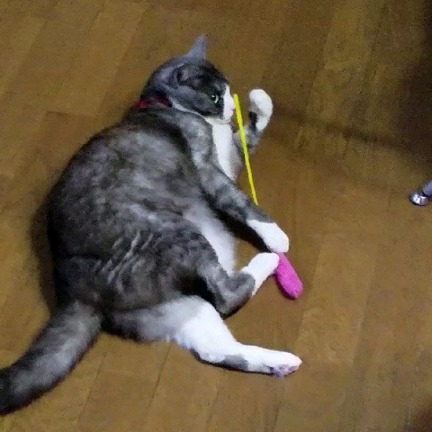 Aiko ❣️にゃんスペースとあ。