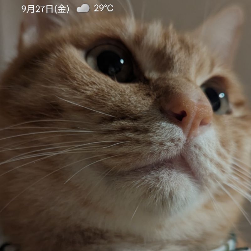 保護猫カワのお父さん