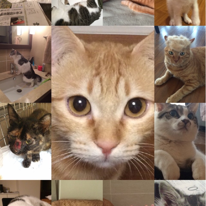 にゃんこ大先生