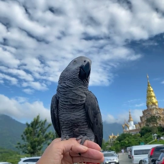 ปอ