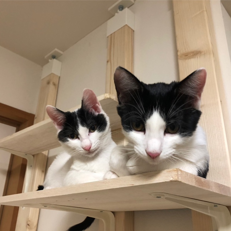 おかだあきかず