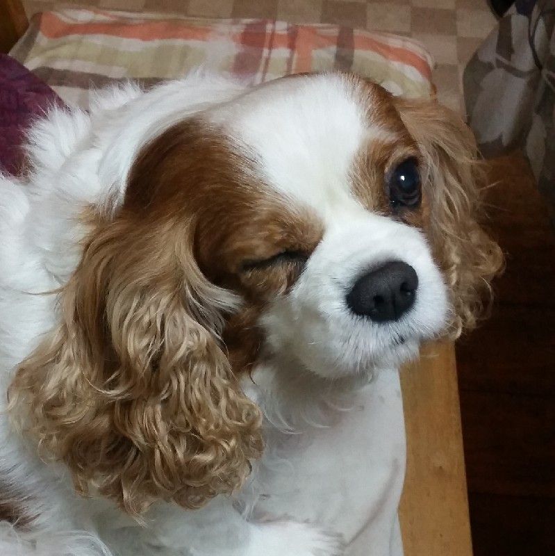 ラム、こらむパパ