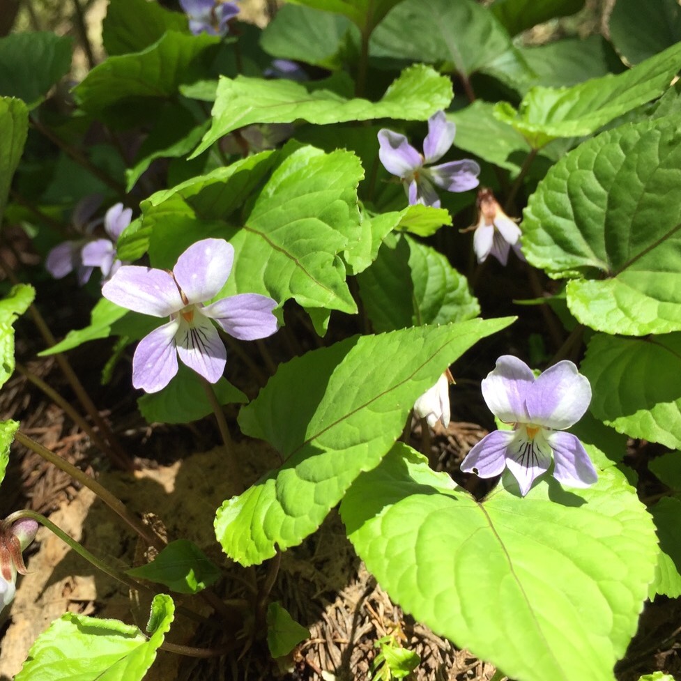 miyo.miyo.345@h.vodafone.ne.jp