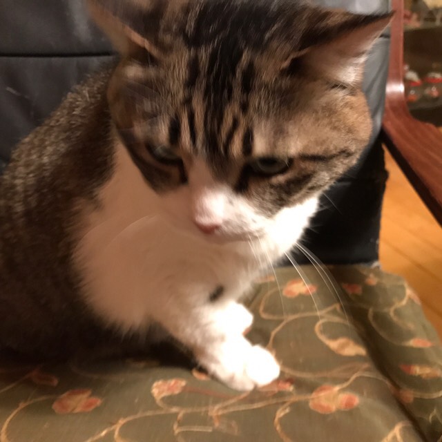 ポンポコタヌキのケン