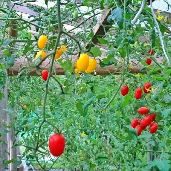 yu watanabeミニトマト