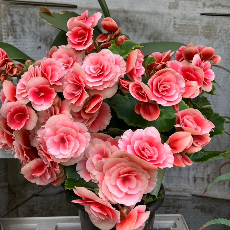 wakuwaku.iku115@gmail.com