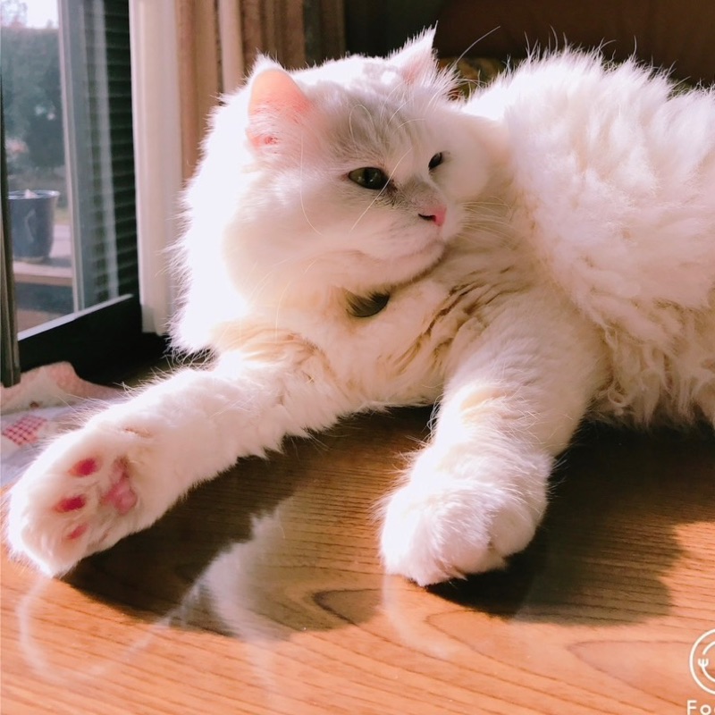 kinoko（森田惠）