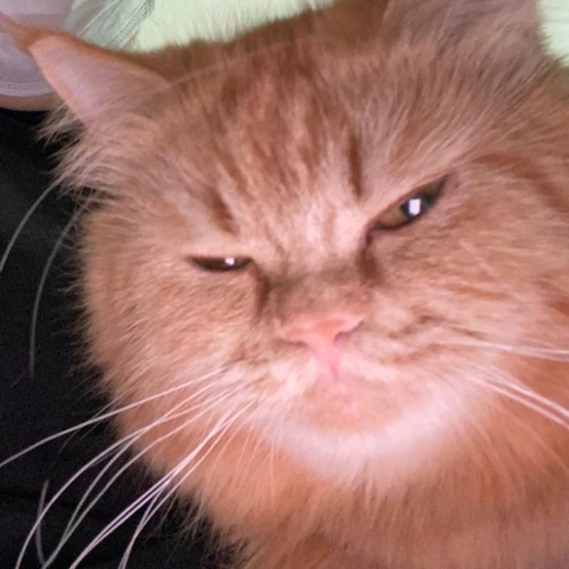 ส้ม