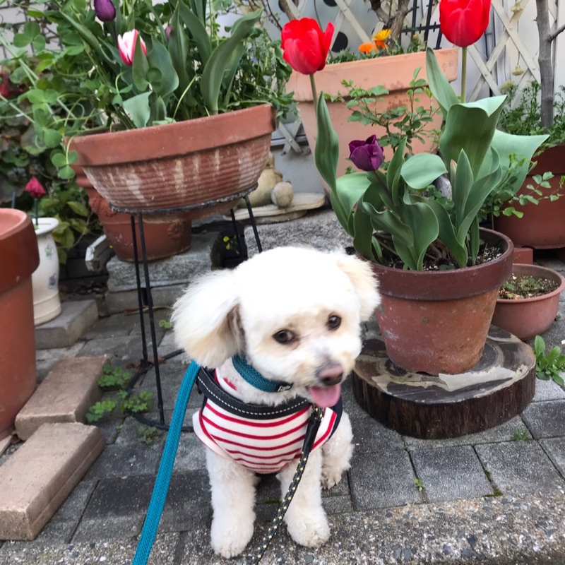 はったタクシー