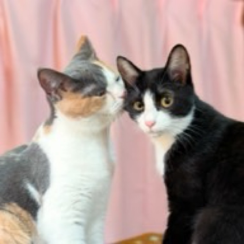 𝙷𝚒𝚝𝚘𝚖𝚒ꕥ