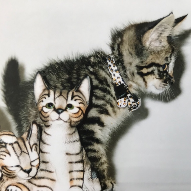 トラ子(Emiko Masuhara)