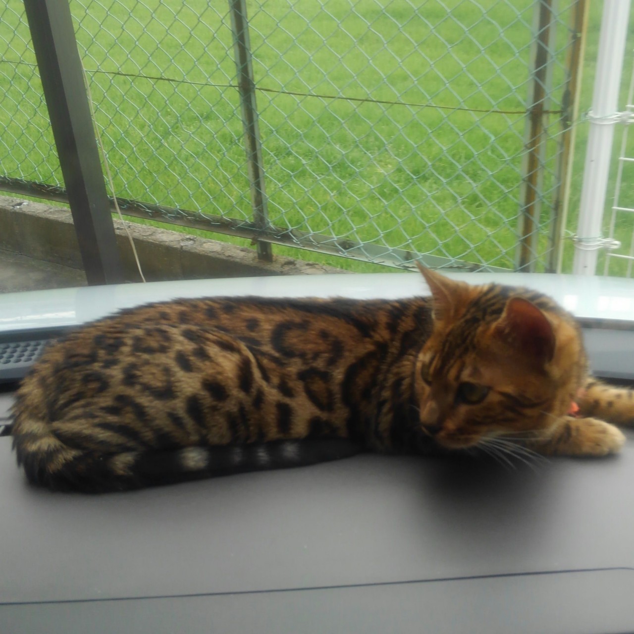 ベンガルヤマネコ